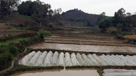 Đang đi cày bị ngã tử vong