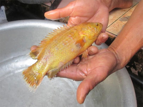 (LẠ) Người dân bắt được một “cá rô vàng”