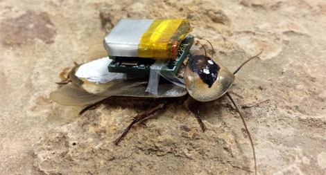 Bộ trưởng GD-KH Nga kêu gọi sản xuất nhiều robot siêu nhỏ phục vụ dân sinh