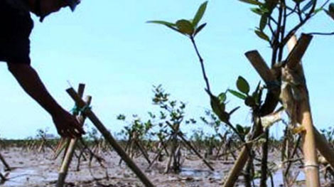 Thực hiện lần đầu tiên mô hình trồng rừng bán ngập