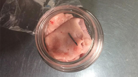 Mũi kim tiêm trong thịt heo tại trường khiếm thính