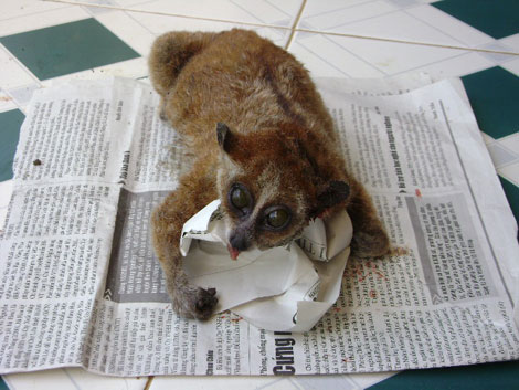 Người Chơro và tục thờ con culi