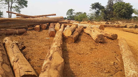 Rừng Tây Nguyên đang thoi thóp vì chảy máu dữ dội