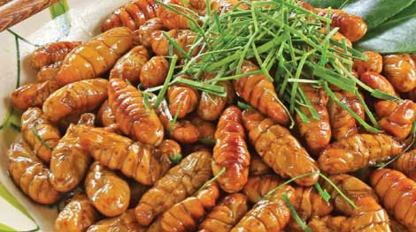 Suýt tử vong do ăn nhộng tằm