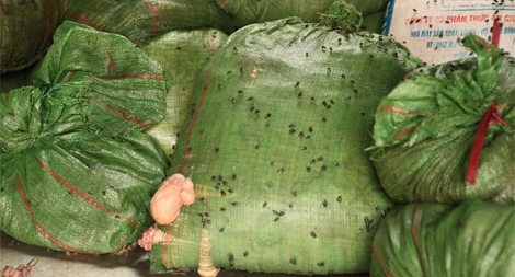 Thu giữ 4 tạ mỡ động vật ruồi bâu đen kịt