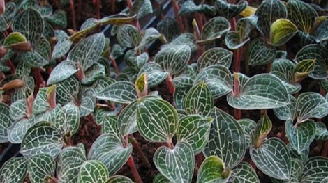 Nhân giống thành công cây kim cương bằng phương pháp nuôi cấy mô