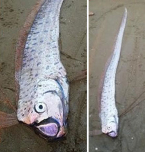 Cá “lạ” trôi dạt vào bờ biển