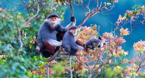 Triển lãm ảnh “Đời sống của Voọc chà vá chân nâu ở Sơn Trà”