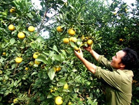 Nhiều mô hình kinh tế hiệu quả, xóa đói giảm nghèo bền vững