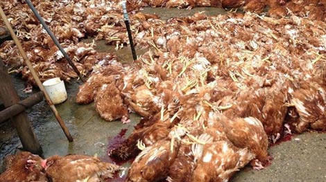 Khai khống hơn 5.000 con gà chết để chiếm đoạt gần 1 tỷ đồng?