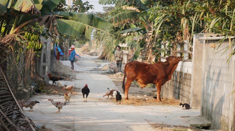 Xã nói "không" với nuôi chó