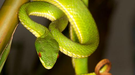 Hoang mang vì rắn lục đuôi đỏ xuất hiện khắp nơi cắn người