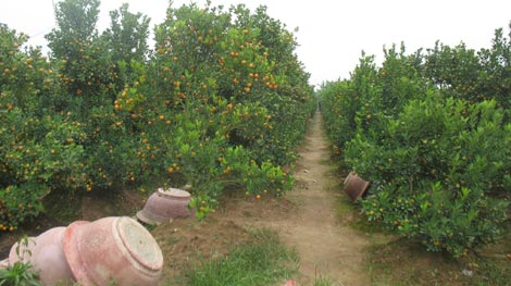 Quất Tứ Liên chết nhiều, đào Nhật Tân chưa hé nụ