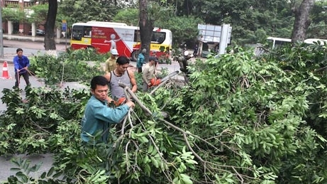 Hà Nội thay thế cây xanh trên nhiều tuyến phố 