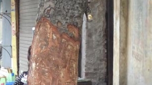 Bức tử hai cây xà cừ lớn trên đường phố  Hà Nội