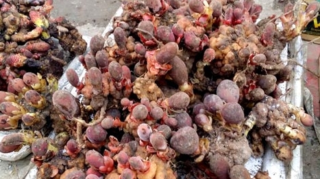 Loạn giá 'nấm tan cửa nát nhà'