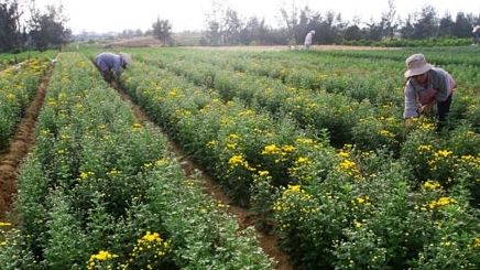 "Đánh bạc" với thời tiết