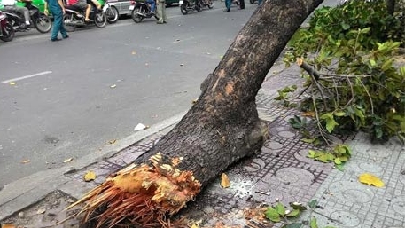 Cành cây rơi đè hai người bị thương
