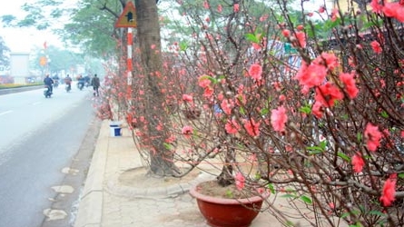 Xuân về rộn ràng trên từng góc phố Thủ đô