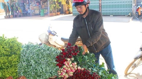 Hoa tăng giá, nhà vườn Đà Lạt trắng đêm gác trộm