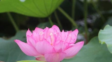 Khai mạc Triển lãm ảnh nghệ thuật 'Sen trong đời sống văn hóa Việt' và 'Non nước Ninh Bình'