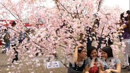 Lễ hội Hoa anh đào sẽ được tổ chức ở Hoàng thành Thăng Long