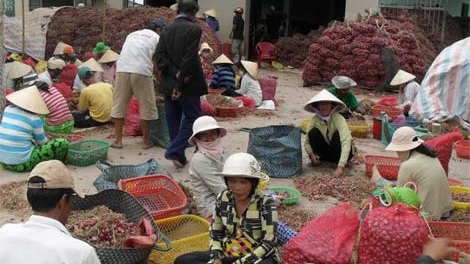 Nỗ lực ‘giải cứu’ hành tím Vĩnh Châu