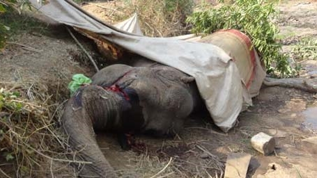 Voi nhà lại chết