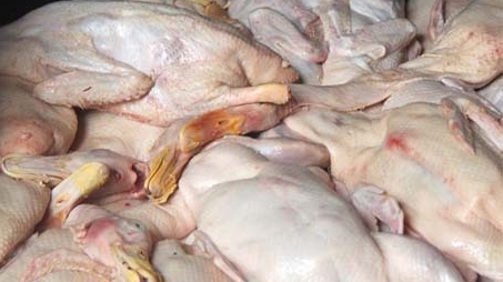 Phát hiện xe ôtô vận chuyển 700 con vịt không kiểm dịch