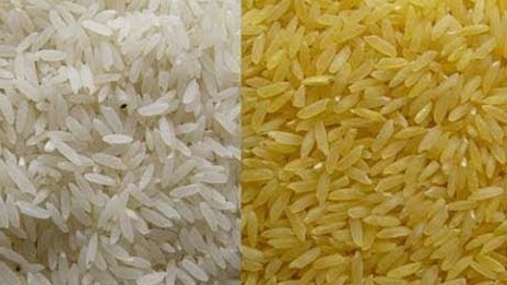 Chưa phát hiện “gạo giả” trên thị trường Việt Nam