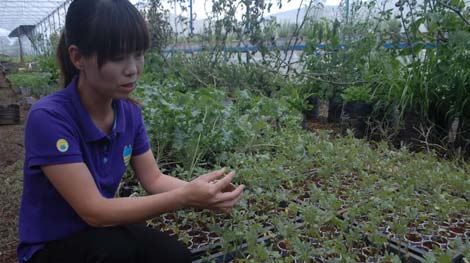 Cơn sốt cà chua đen trên cao nguyên