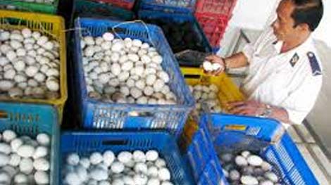 Phát hiện gần 6.000 quả trứng ngỗng nhập lậu