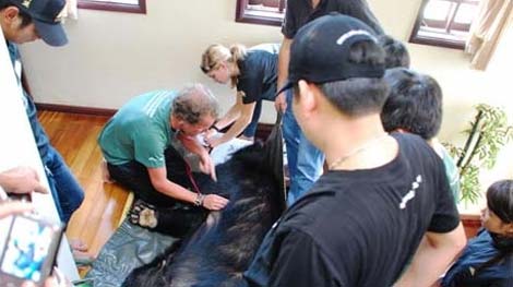 Quảng Ninh chuyển 4 cá thể gấu nuôi về Trung tâm cứu hộ Tam Đảo