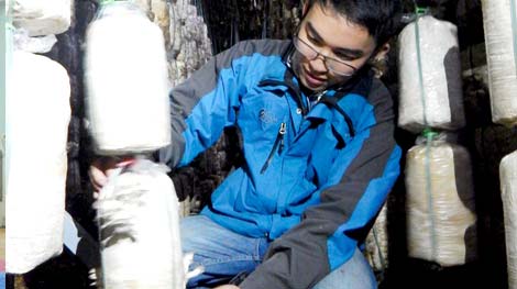 Chàng kỹ sư địa chất trở thành 'vua nấm'