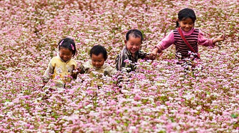 Lần đầu tổ chức Lễ hội hoa tam giác mạch ở Cao nguyên đá Đồng Văn