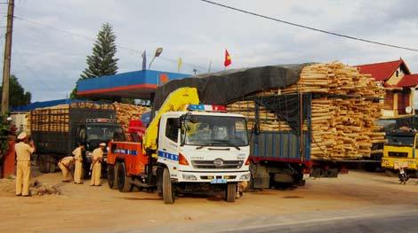 Xe chở gỗ tràm quá tải hoành hành trên quốc lộ 1A