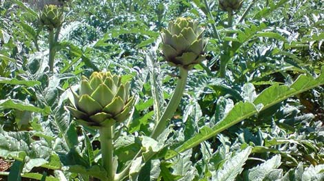 Đà Lạt: Mất trộm 3.000 cây atiso trong đêm