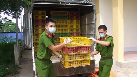 Bắt 2 vụ vận chuyển gia cầm nhập lậu