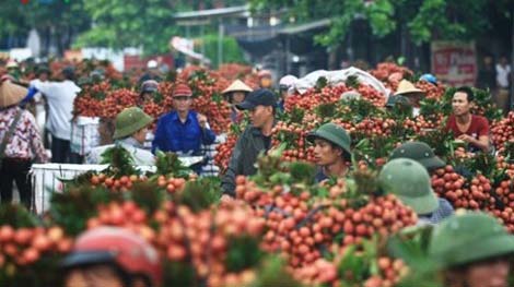 Không nâng chất lượng, trái cây Việt khó ra thị trường thế giới
