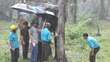 Cắt ngà để cứu voi Thoong Ngân