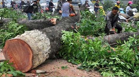 Hà Nội xử lý những ai trong vụ chặt cây xanh?