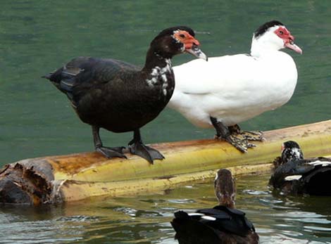 Chở đầy vịt giống nhập lậu, tăng ga "né" Cảnh sát