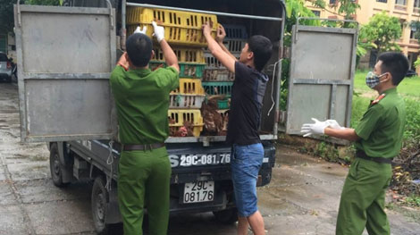 Mua gom gần 1 tấn gà thải loại Trung Quốc