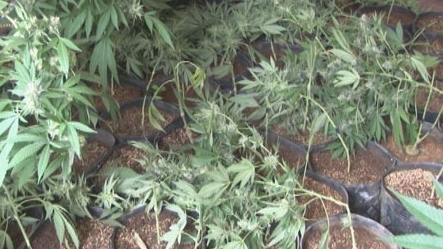 Phát hiện gây sốc: Hàng trăm cây cần sa được trồng giữa thành phố