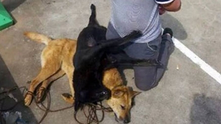 Hà Nội: Mang 'đạo cụ' đi trộm chó nhưng bất thành