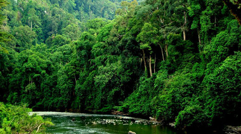 Hơn 5 tỷ đồng để phát triển “Rừng mưa nhiệt đới”