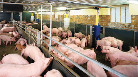 Hơn 11 triệu hộ chăn nuôi sẽ thất nghiệp nếu thiếu chính sách hỗ trợ