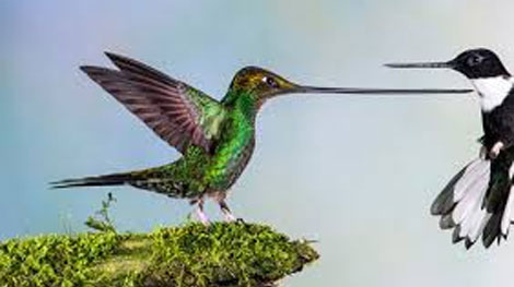 Đồng Tháp: Thu giữ gần 100kg động vật hoang dã