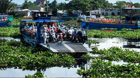 Khốn khổ vì lục bình dày đặc sông rạch