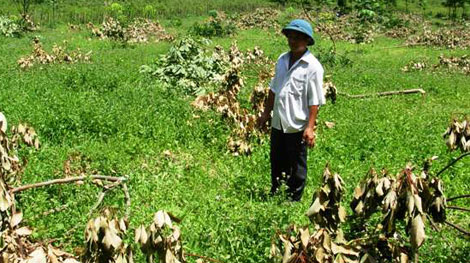 Kẻ xấu chặt phá cây cao su của dân